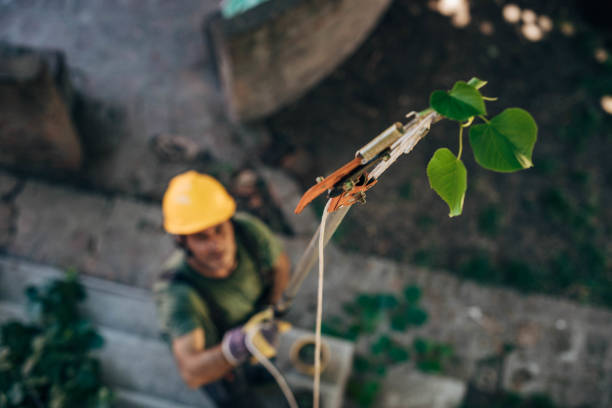 Best Emergency Tree Removal  in Madison, GA